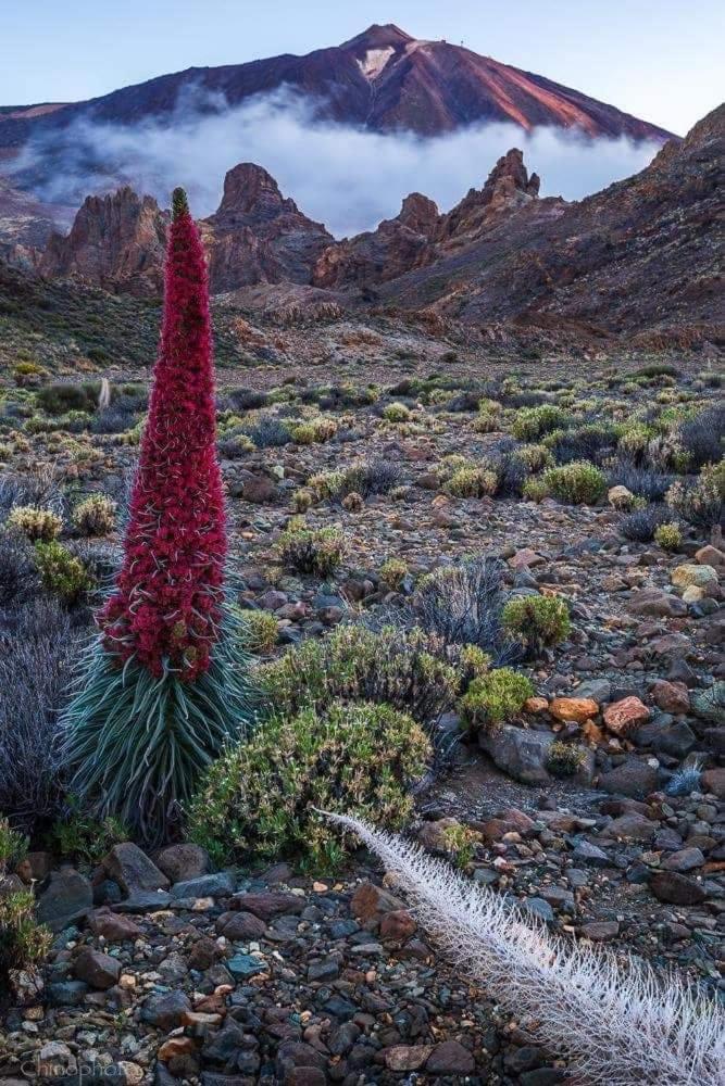 La Casita Ma Petite Folie Tenerife Santa Cruz de Tenerife Ngoại thất bức ảnh